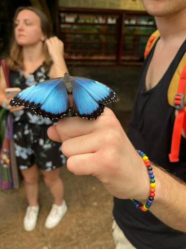 person holding a butterfly on their hand