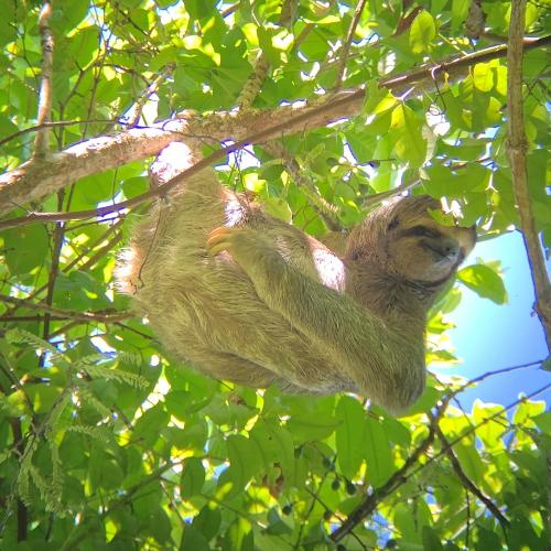 sloth hanging from a tree