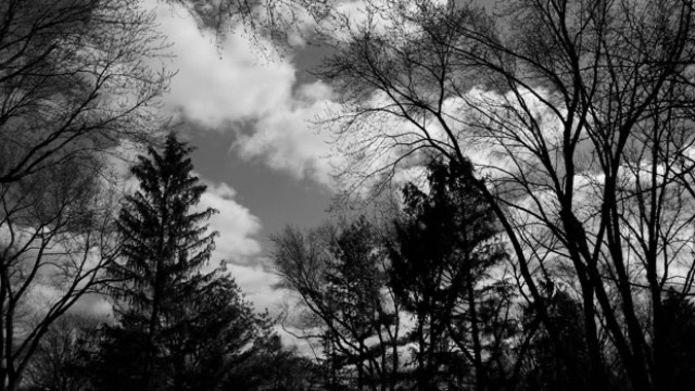 a black and white photo of two evergreens