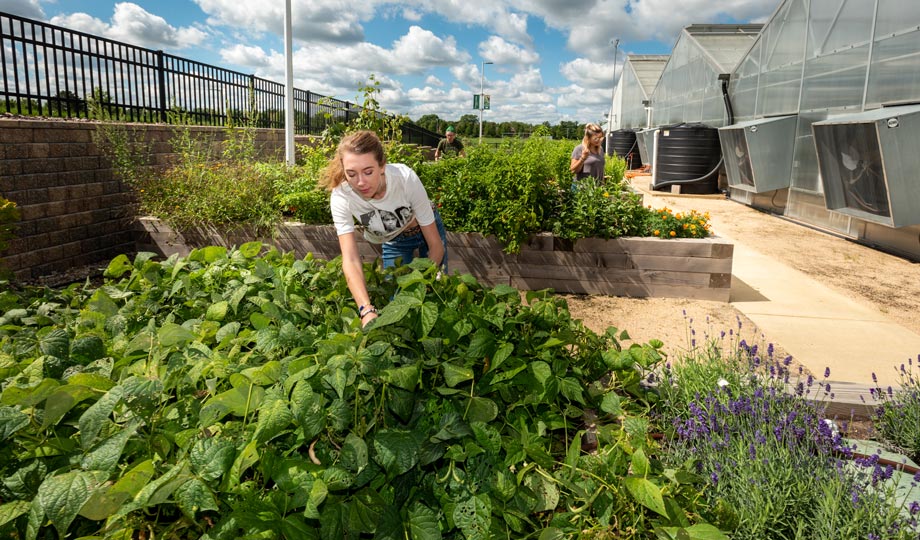 a student planting in the garden outside COD's greenhouse