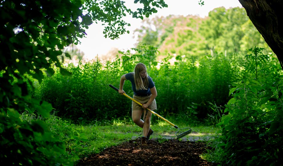 Woman raking leaves under tree.