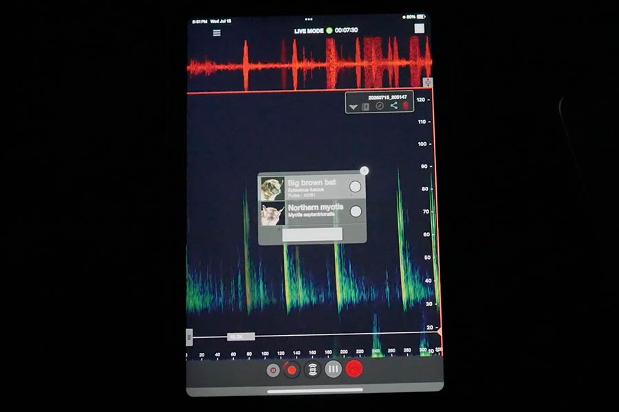 A bat detector identifying the bat species