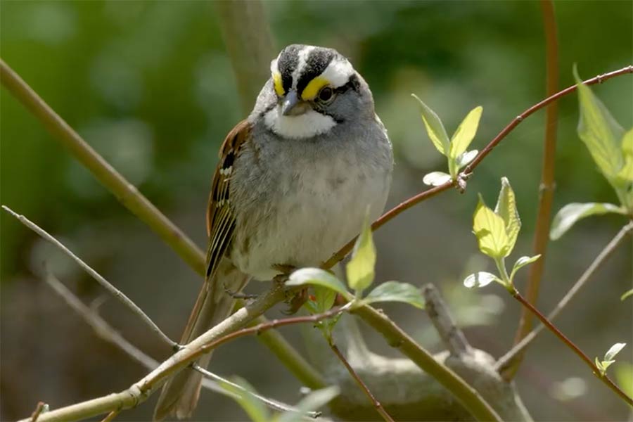 small brown bird sitting on a branch