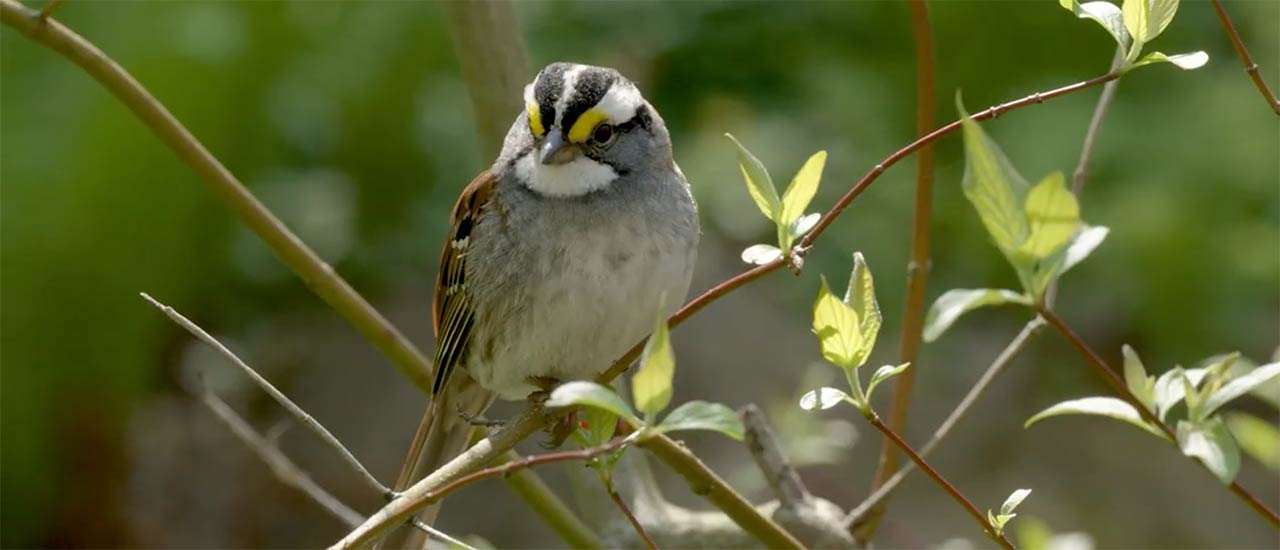 bird on a branch in a tree